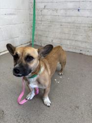 Shelter Stray Female Dog last seen Near BLOCK PACIFIC, 333 Chandler Pl, San Bernardino, CA 92408, USA