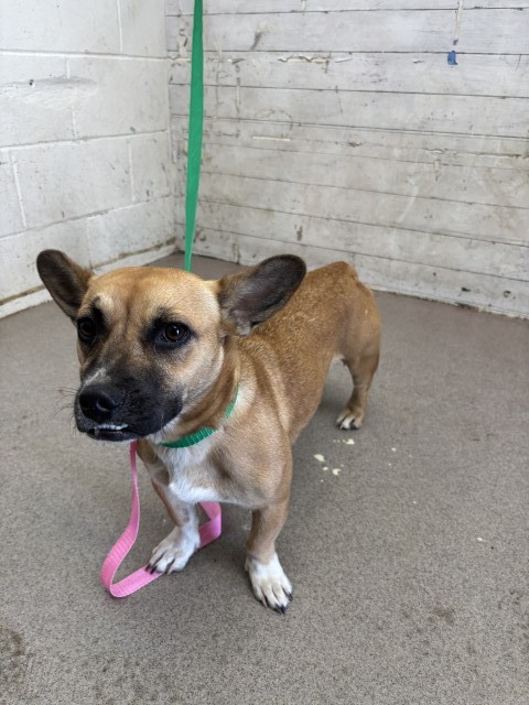 Shelter Stray Female Dog last seen Near BLOCK PACIFIC, 333 Chandler Pl, San Bernardino, CA 92408, USA