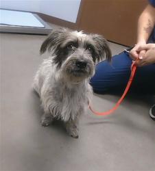 Shelter Stray Female Dog last seen 88TH DR AND OSBORN RD, 2500 S 27th Ave, Phoenix, AZ 85009, USA