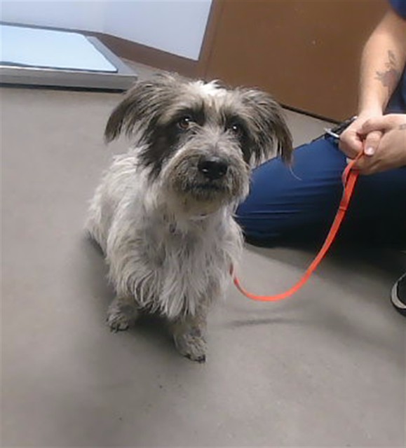 Shelter Stray Female Dog last seen 88TH DR AND OSBORN RD, 2500 S 27th Ave, Phoenix, AZ 85009, USA