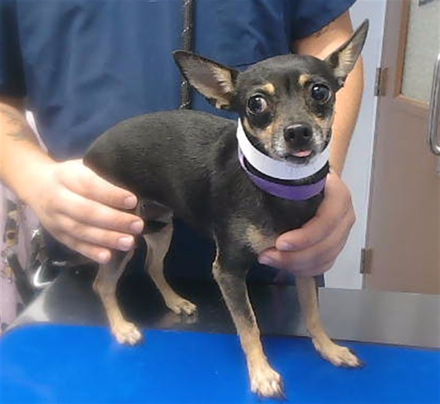 Shelter Stray Female Dog last seen 33RD AVE AND BELL RD, 2500 S 27th Ave, Phoenix, AZ 85009, USA