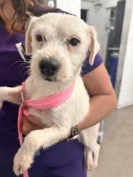 Shelter Stray Female Dog last seen RAYMOND X LYTLE CREEK, 333 Chandler Pl, San Bernardino, CA 92408, USA