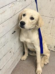 Shelter Stray Male Dog last seen Near BLOCK N PENNSYLVANIA AVE, 333 Chandler Pl, San Bernardino, CA 92408, USA