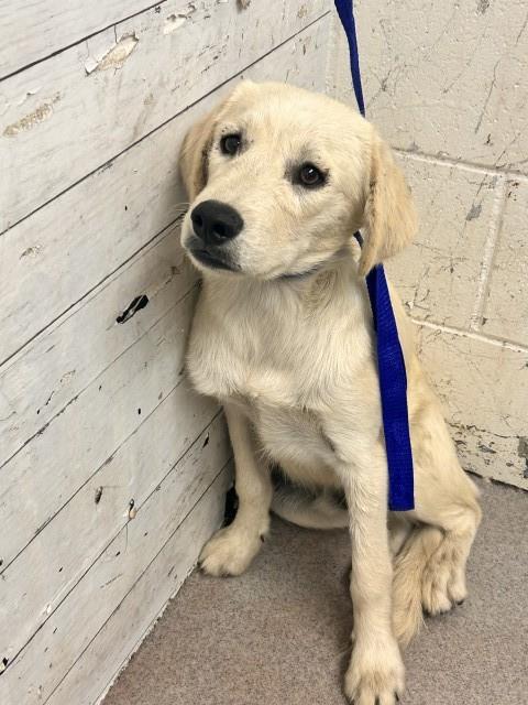 Shelter Stray Male Dog last seen Near BLOCK N PENNSYLVANIA AVE, 333 Chandler Pl, San Bernardino, CA 92408, USA