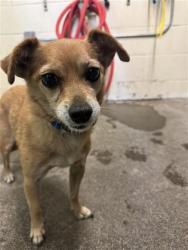 Shelter Stray Male Dog last seen ZENOBIA WAY & PREGO WAY, 2127 Front St, Sacramento, CA 95818, USA