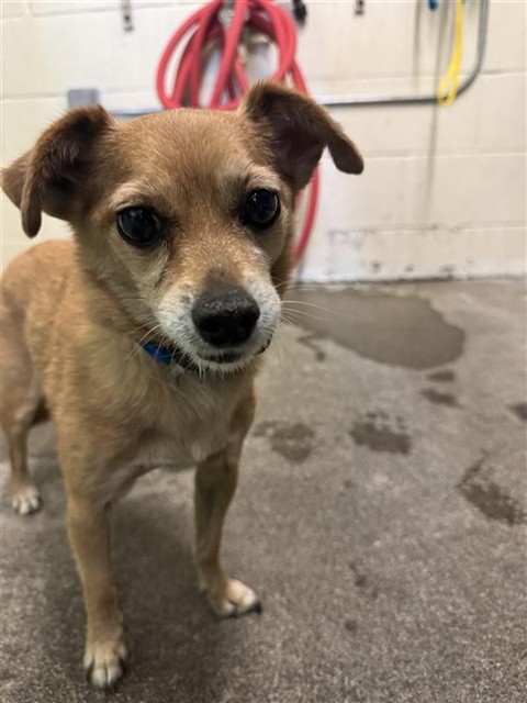 Shelter Stray Male Dog last seen ZENOBIA WAY & PREGO WAY, 2127 Front St, Sacramento, CA 95818, USA