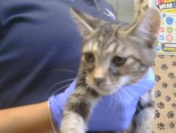 Shelter Stray Female Cat last seen COOLWOODS WAY/VALLEY WOOD DR, 95828, 3839 Bradshaw Rd, Sacramento, CA 95827, USA