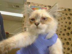 Shelter Stray Male Cat last seen COOLWOODS WAY/VALLEY WOOD DR, 95828, 3839 Bradshaw Rd, Sacramento, CA 95827, USA