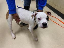 Shelter Stray Male Dog last seen 34TH/CLARK, 3839 W Burnham St, West Milwaukee, WI 53215, USA