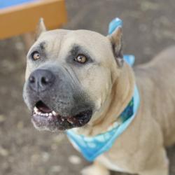 Shelter Stray Female Dog last seen Near BLOCK STONEWALL AVE, 4710 TX-151, San Antonio, TX 78227, USA