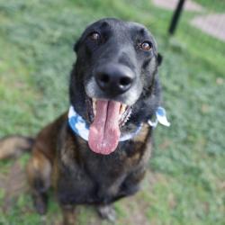 Shelter Stray Male Dog last seen Near BLOCK FREDERICKSBURG RD, 4710 TX-151, San Antonio, TX 78227, USA