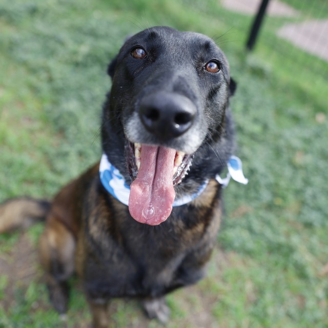 Shelter Stray Male Dog last seen Near BLOCK FREDERICKSBURG RD, 4710 TX-151, San Antonio, TX 78227, USA