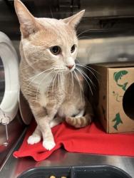Shelter Stray Male Cat last seen Near BLOCK TERRITORY CT, 10521 Baur Blvd, Olivette, MO 63132, USA