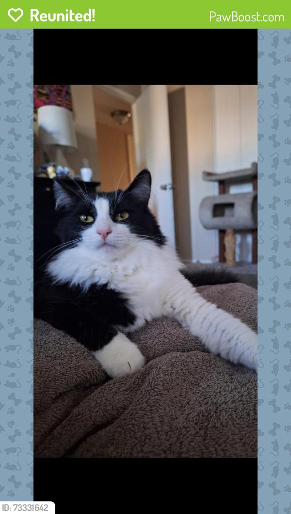 Reunited Male Cat last seen Erringer and Heywood St, Simi valley, ca, Simi Valley, CA 93065