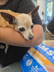 Shelter Stray Female Dog last seen , West Valley Animal Shelter, 20655 Plummer St, Chatsworth, CA 91311, USA