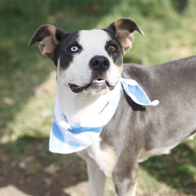 Shelter Stray Female Dog last seen BLOCK 5000 MCDAVITT RD, 4710 TX-151, San Antonio, TX 78227, USA