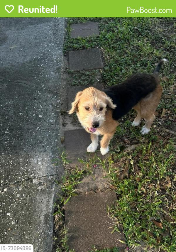 Reunited Female Dog last seen South jackson street Santa Fe Tx near senior center and resale shop, Santa Fe, TX 77517