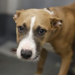 Shelter Stray Female Dog last seen Near BLOCK NW 34TH ST, 4710 TX-151, San Antonio, TX 78227, USA