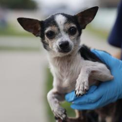 Shelter Stray Male Dog last seen Near BLOCK W VILLARET, 4710 TX-151, San Antonio, TX 78227, USA
