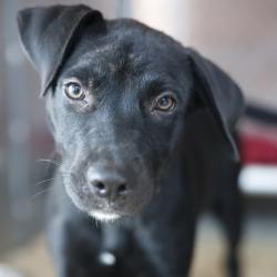 Shelter Stray Female Dog last seen Near BLOCK GROBE, 4710 TX-151, San Antonio, TX 78227, USA