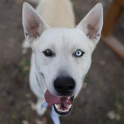 Shelter Stray Male Dog last seen THOMPSON, 4710 TX-151, San Antonio, TX 78227, USA