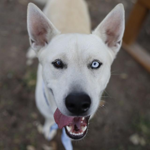 Shelter Stray Male Dog last seen THOMPSON, 4710 TX-151, San Antonio, TX 78227, USA