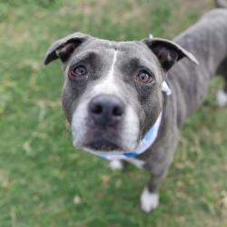 Shelter Stray Female Dog last seen Near BLOCK MONTANA, 4710 TX-151, San Antonio, TX 78227, USA