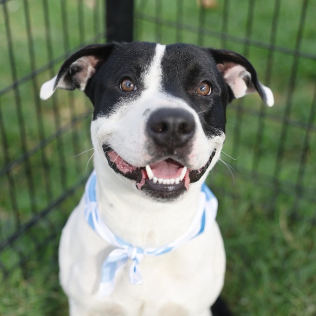 Shelter Stray Male Dog last seen PECAN VALLEY, 4710 TX-151, San Antonio, TX 78227, USA
