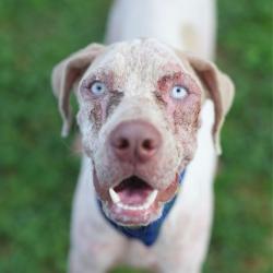 Shelter Stray Male Dog last seen RAY ELLISON & APPLE VALLEY DR, 4710 TX-151, San Antonio, TX 78227, USA