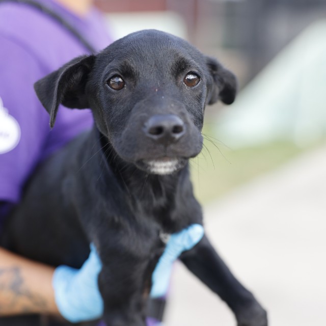 Shelter Stray Male Dog last seen Near BLOCK ADELPHIA, 4710 TX-151, San Antonio, TX 78227, USA
