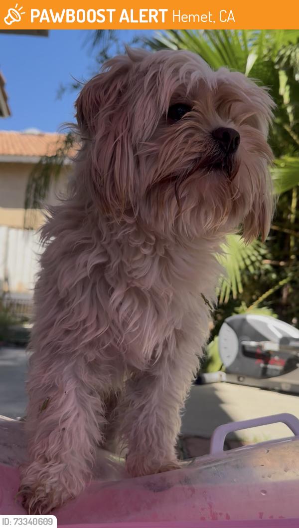 Found/Stray Male Dog last seen Near harbor dr Hemet ca 92545, Hemet, CA 92545
