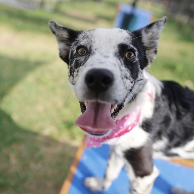 Shelter Stray Female Dog last seen Near BLOCK OF GRAZE BRANCH, 4710 TX-151, San Antonio, TX 78227, USA