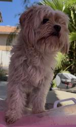 Found/Stray Male Dog last seen Near harbor dr Hemet ca 92545, Hemet, CA 92545