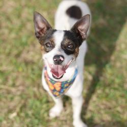 Shelter Stray Male Dog last seen Near BLOCK OF GRAZE BRANCH, 4710 TX-151, San Antonio, TX 78227, USA