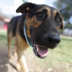 Shelter Stray Male Dog last seen W FORMOSA, 4710 TX-151, San Antonio, TX 78227, USA