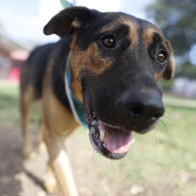Shelter Stray Male Dog last seen W FORMOSA, 4710 TX-151, San Antonio, TX 78227, USA
