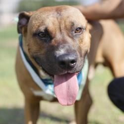Shelter Stray Male Dog last seen Near BLOCK DRESDEN DR, 4710 TX-151, San Antonio, TX 78227, USA