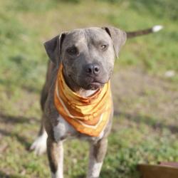 Shelter Stray Female Dog last seen Near BLOCK SARAH, 4710 TX-151, San Antonio, TX 78227, USA
