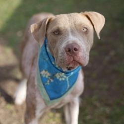 Shelter Stray Female Dog last seen Near BLOCK SARAH, 4710 TX-151, San Antonio, TX 78227, USA