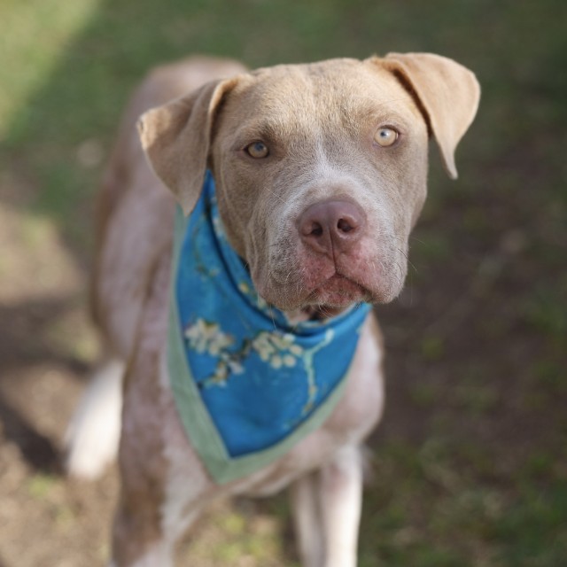 Shelter Stray Female Dog last seen Near BLOCK SARAH, 4710 TX-151, San Antonio, TX 78227, USA