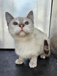 Shelter Stray Female Cat last seen Near BLOCK SE MILITARY DR, 4710 TX-151, San Antonio, TX 78227, USA