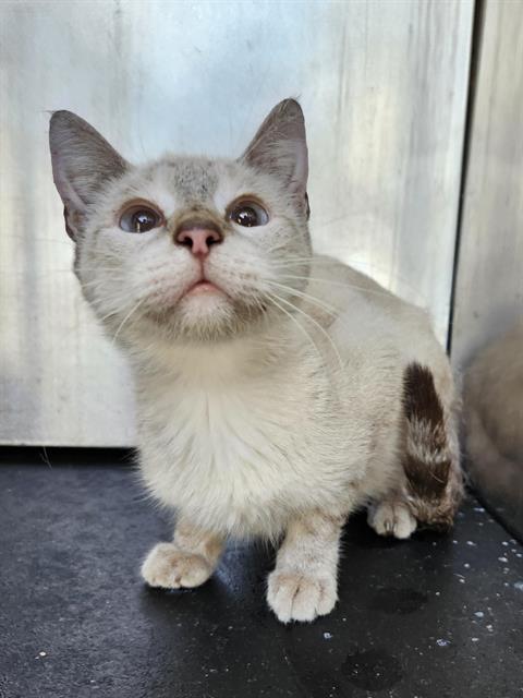 Shelter Stray Female Cat last seen Near BLOCK SE MILITARY DR, 4710 TX-151, San Antonio, TX 78227, USA