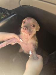 Shelter Stray Male Dog last seen FIVE PALMS & SE MILITARY, 4710 TX-151, San Antonio, TX 78227, USA