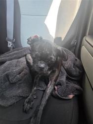 Shelter Stray Female Dog last seen FIVE PALMS & SE MILITARY, 4710 TX-151, San Antonio, TX 78227, USA