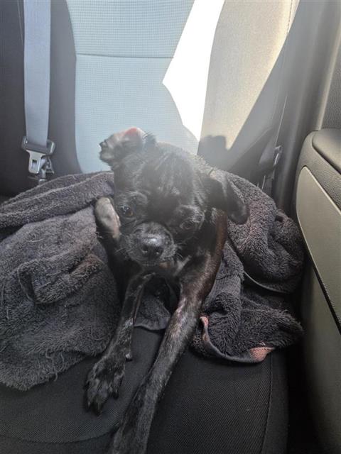 Shelter Stray Female Dog last seen FIVE PALMS & SE MILITARY, 4710 TX-151, San Antonio, TX 78227, USA
