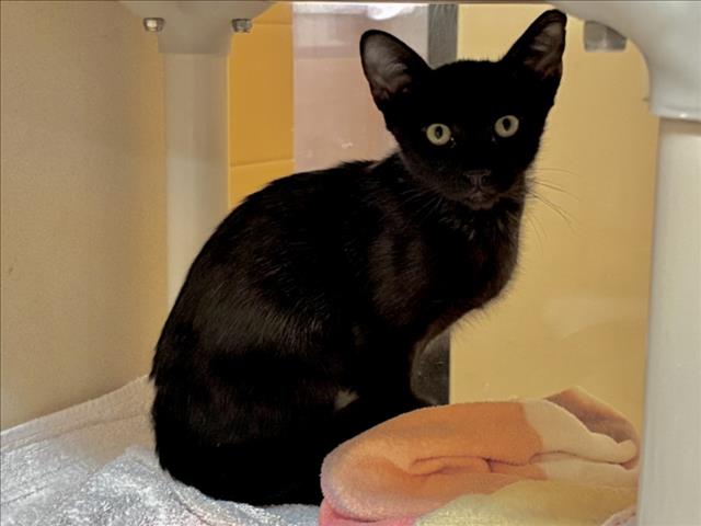 Shelter Stray Male Cat last seen Near BLOCK PLATTE ROAD SANTA FE NEW MEXICO 87507, 100 Caja Del Rio Rd, Santa Fe, NM 87507, USA