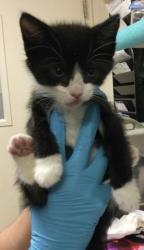 Shelter Stray Female Cat last seen Near BLOCK COLONY PL APT A, 6851 Van Buren Boulevard, Jurupa Valley, CA 92509, USA