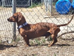 Shelter Stray Male Dog last seen Near BLOCK NAZARIO ST SANTA FE NM 87501, 100 Caja Del Rio Rd, Santa Fe, NM 87507, USA