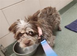 Shelter Stray Female Dog last seen Near BLOCK S SAINT FRANCIS DR SANTA FE NM 87501, 100 Caja Del Rio Rd, Santa Fe, NM 87507, USA