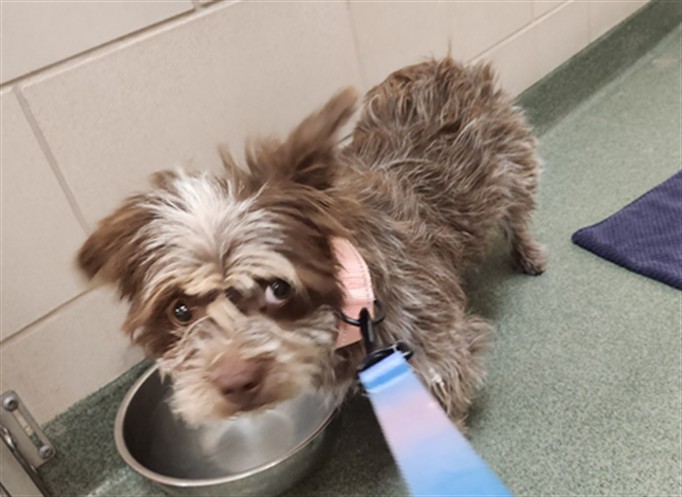 Shelter Stray Female Dog last seen Near BLOCK S SAINT FRANCIS DR SANTA FE NM 87501, 100 Caja Del Rio Rd, Santa Fe, NM 87507, USA